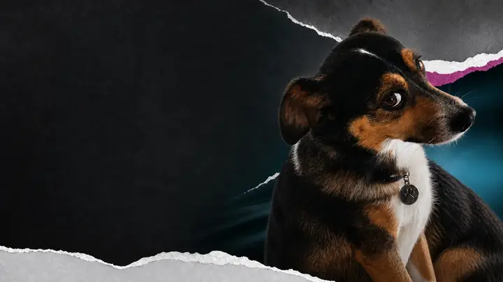 Pós-Graduação em Comportamento e Bem-Estar Animal