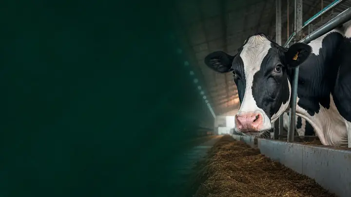Pós-Graduação em Nutrição e Gestão de Bovinos